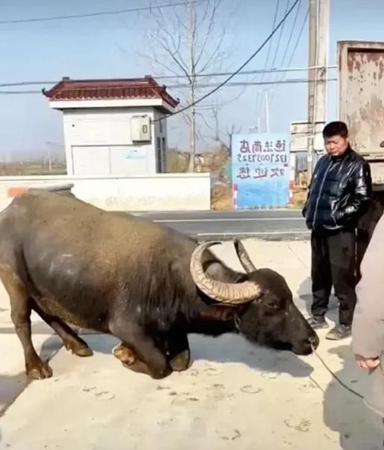 《屠夫灵性出装攻略大全》（用灵性之力打造无敌屠夫，战胜一切困境！）