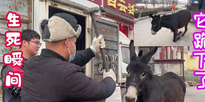 屠夫灵性出装攻略（掌握关键装备，提升屠夫灵性实力）